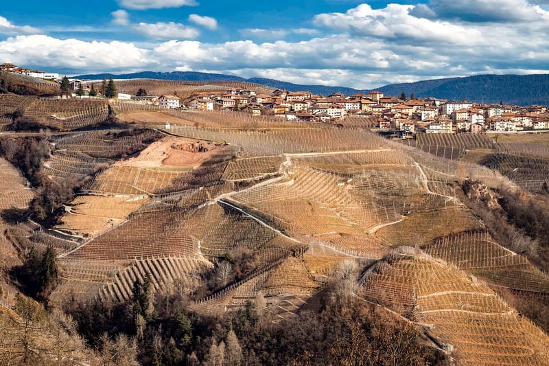 European Vineyard