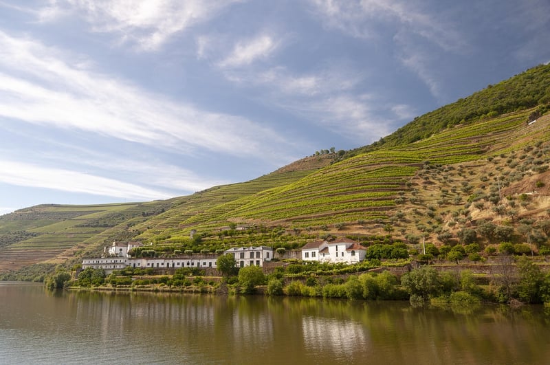 Douro Valley Vineyard