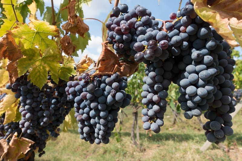 Tuscany Vineyard